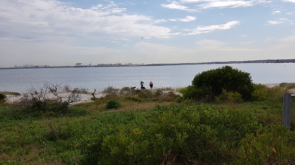 People and dogs enjoying off-leash beach