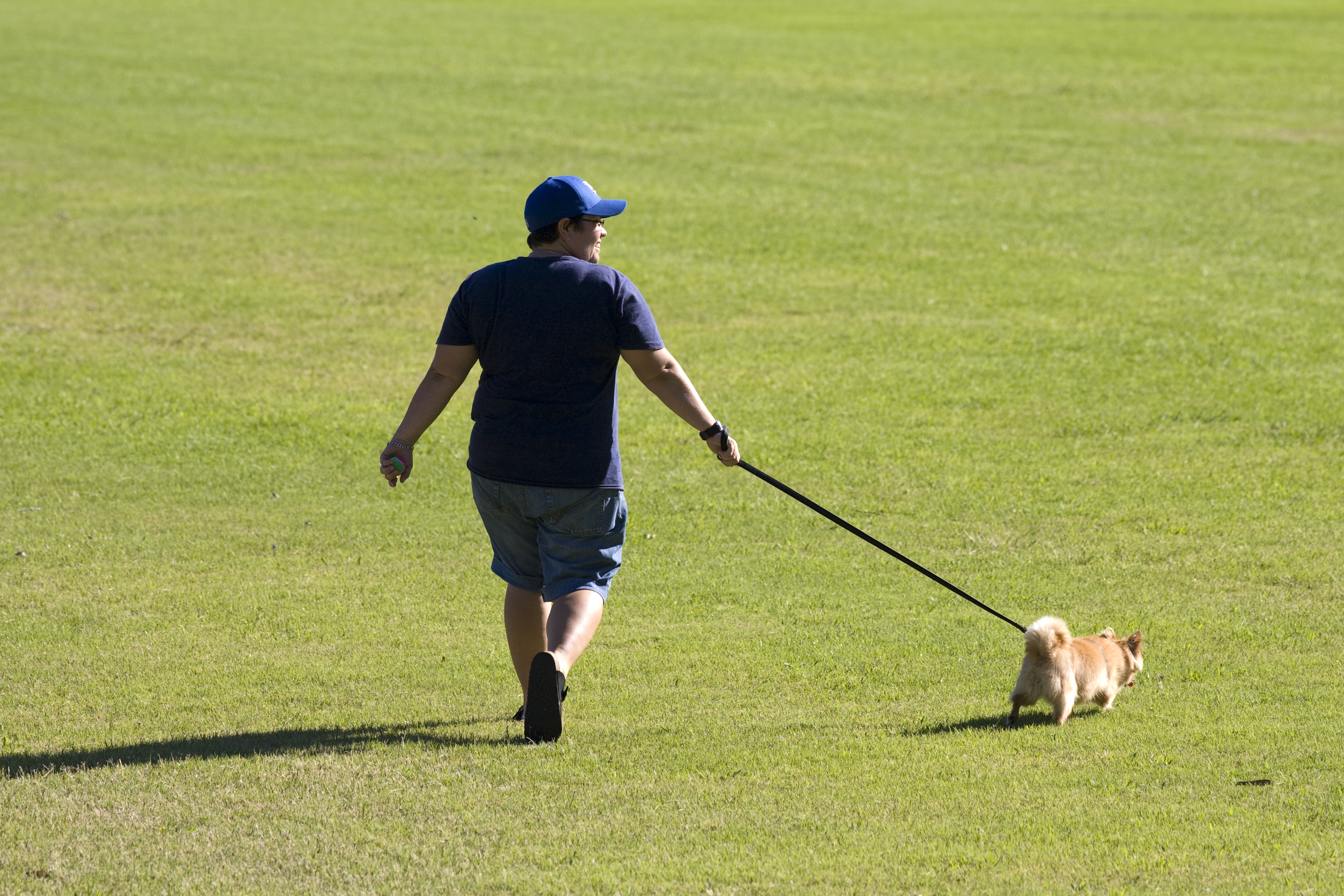 Dog on leash in the park