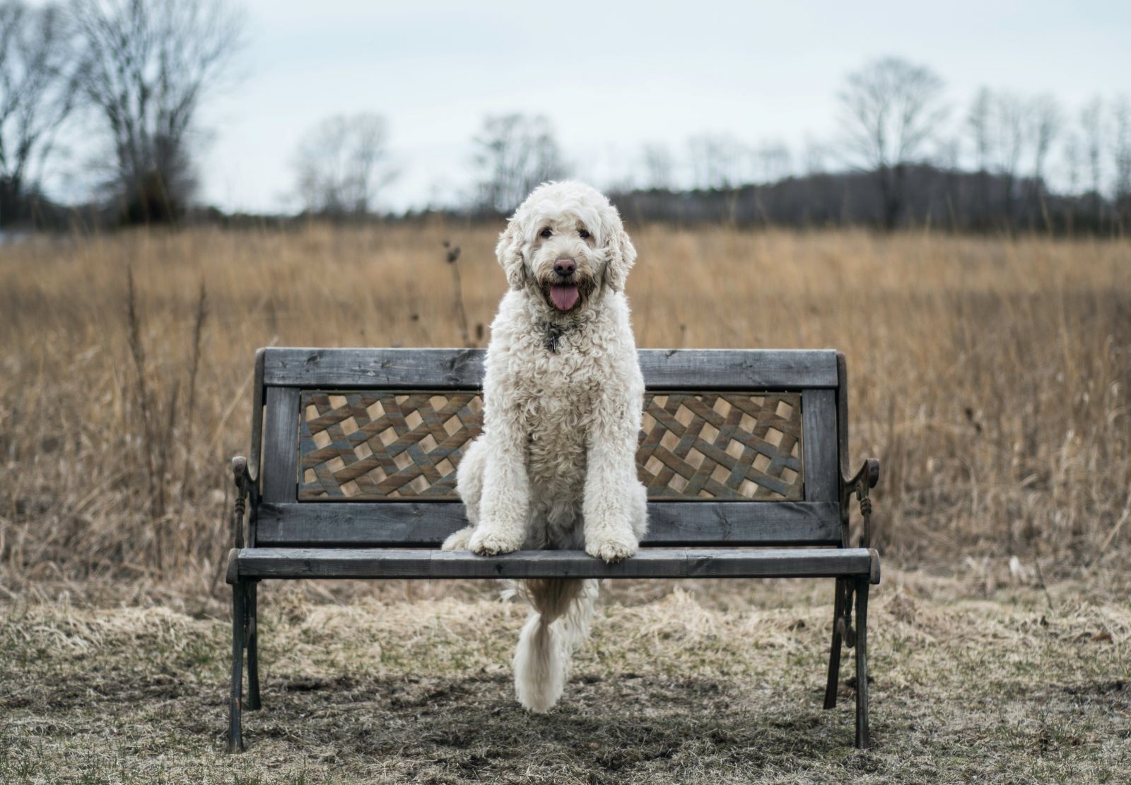 Dog on the bench
