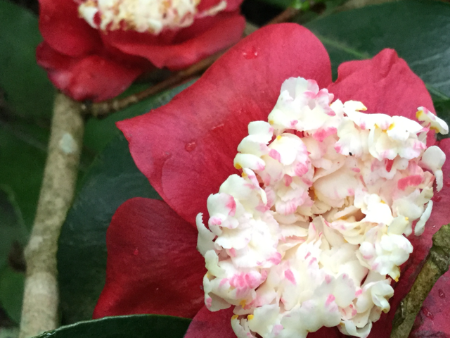 Close up of red camellia