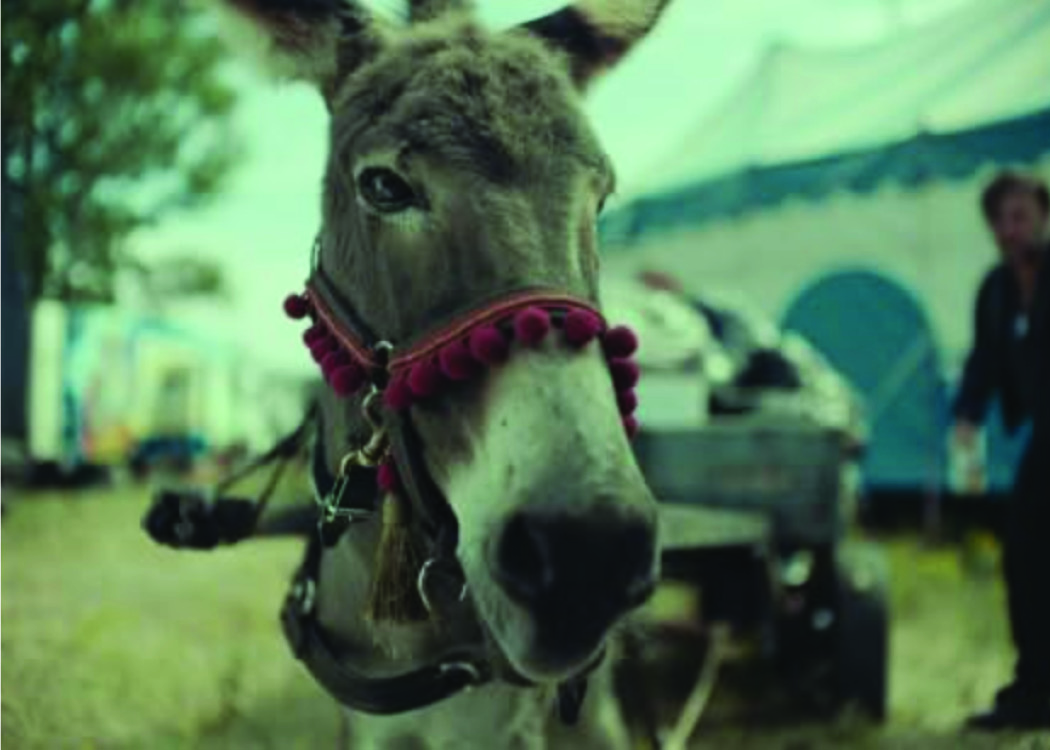 A photgraph of a donkey outside a circus tent.