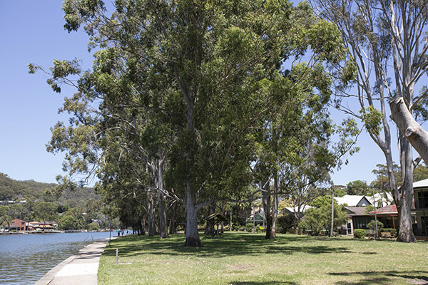 Narrow reserve, gum trees and river