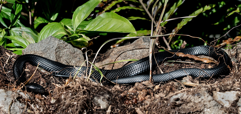 Red belly and black snake on the ground