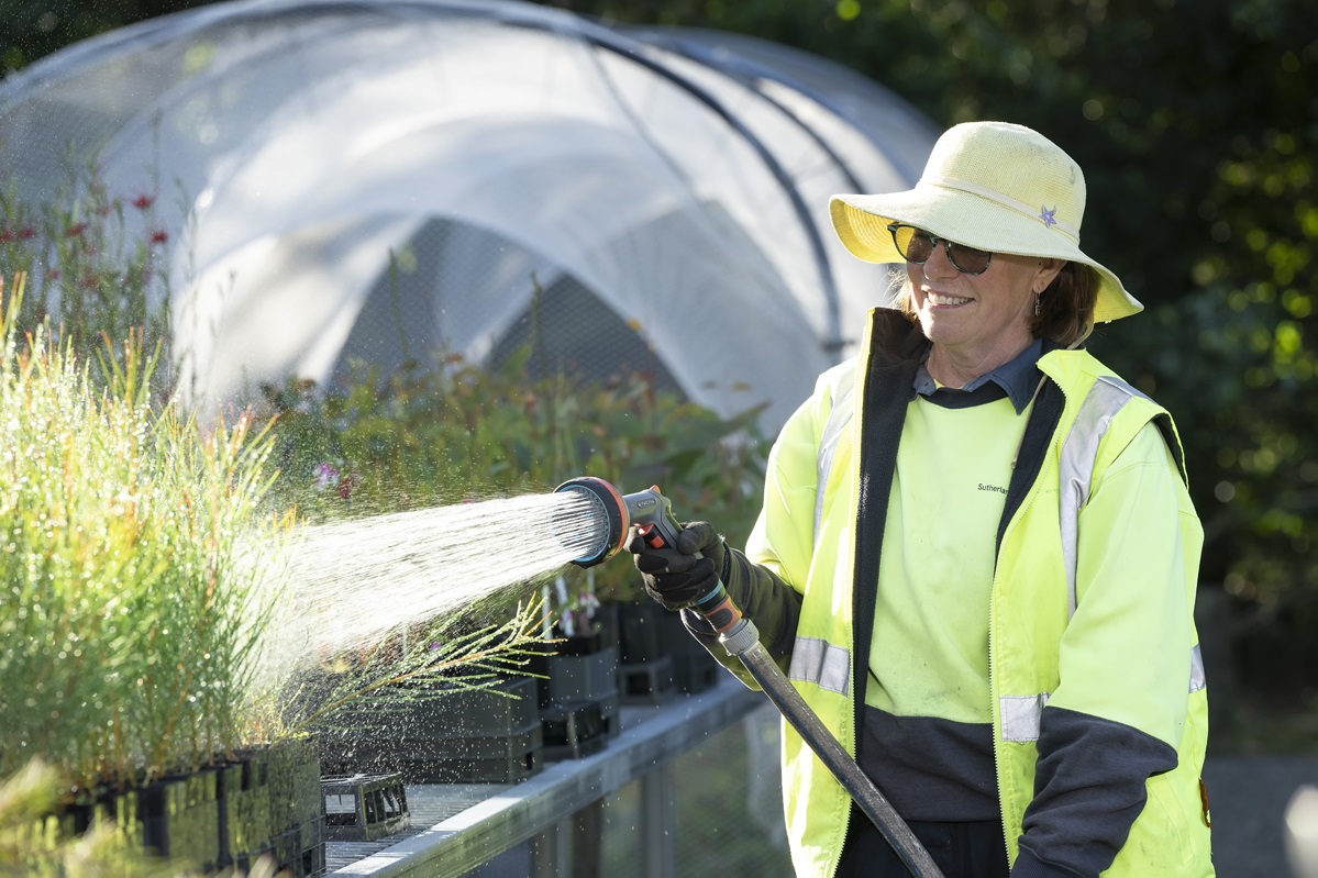 Volunteer hosing the seedlings at Council's Community Nursery