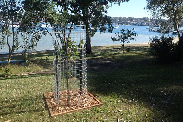 memorial tree planted along coastline