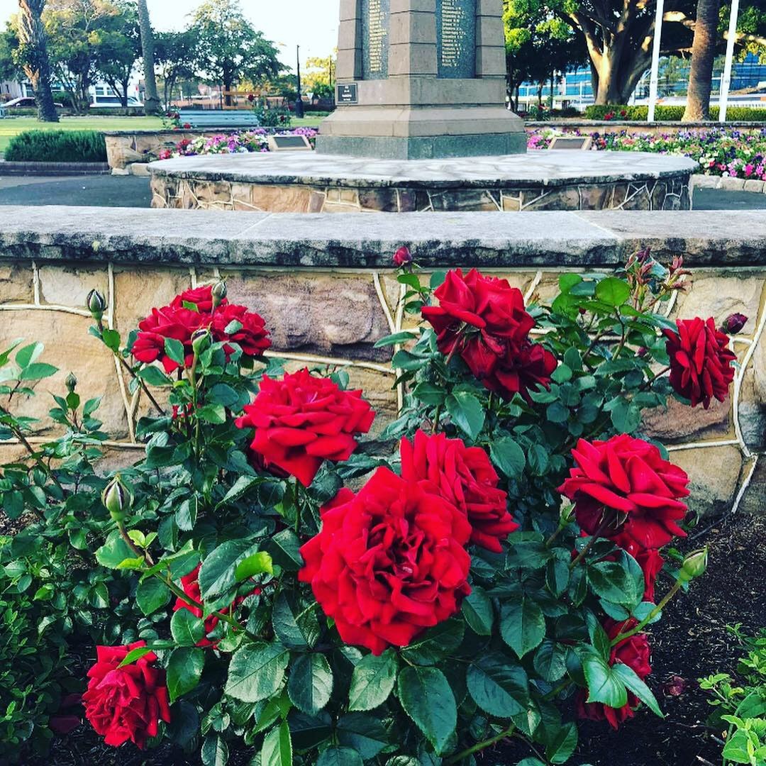 Monro Park - Gallipoli Roses