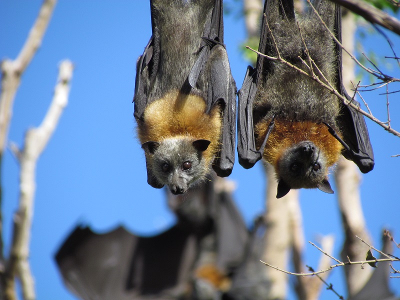 Grey headed flying fox - Kareela camp 