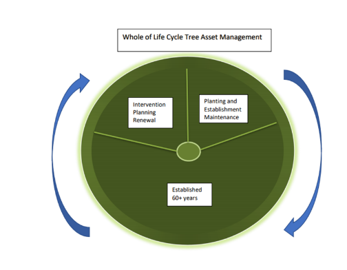 Whole of life cycle tree asset management
