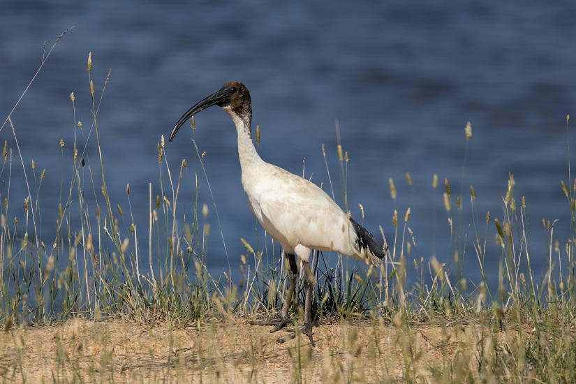 Ibis near the ocean