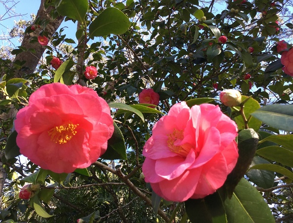 two vibrant pink Camellias with dark green foliage