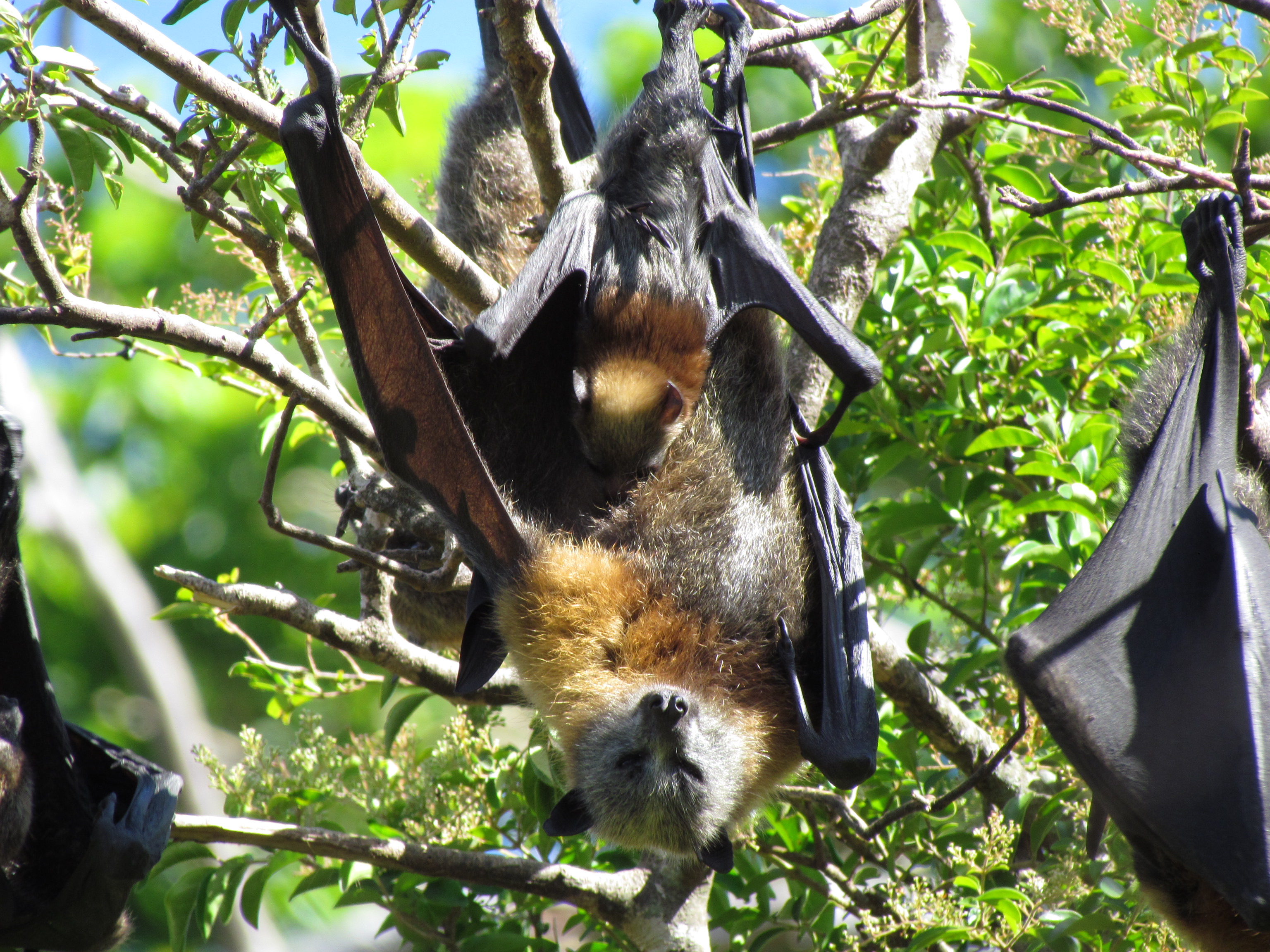 Grey headed flying fox - Kareela camp