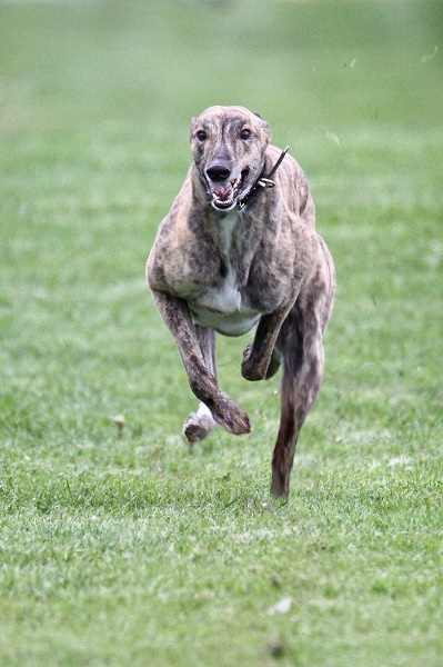 Apsley Place Greyhound off leash area