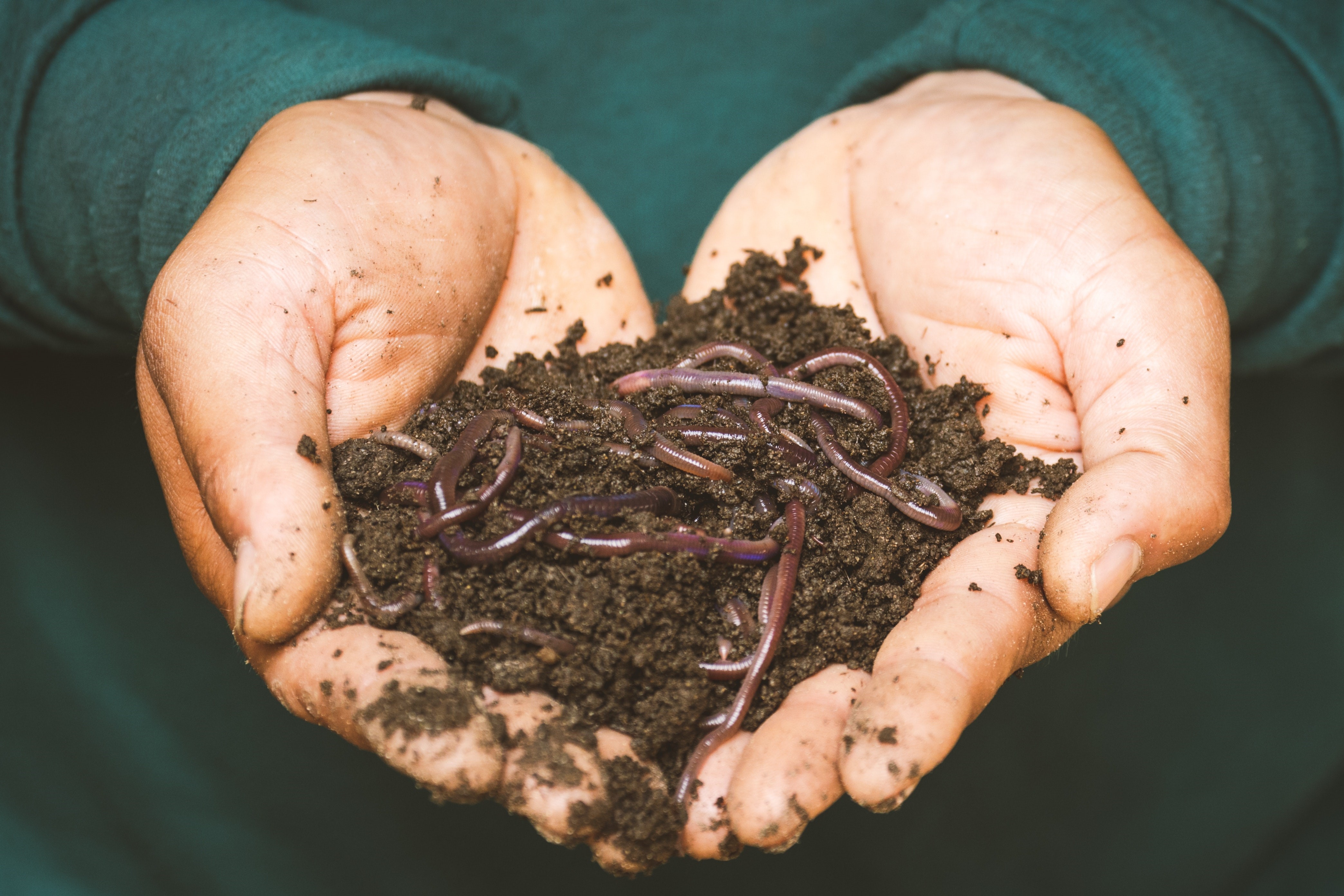 Waste soil and worms 
