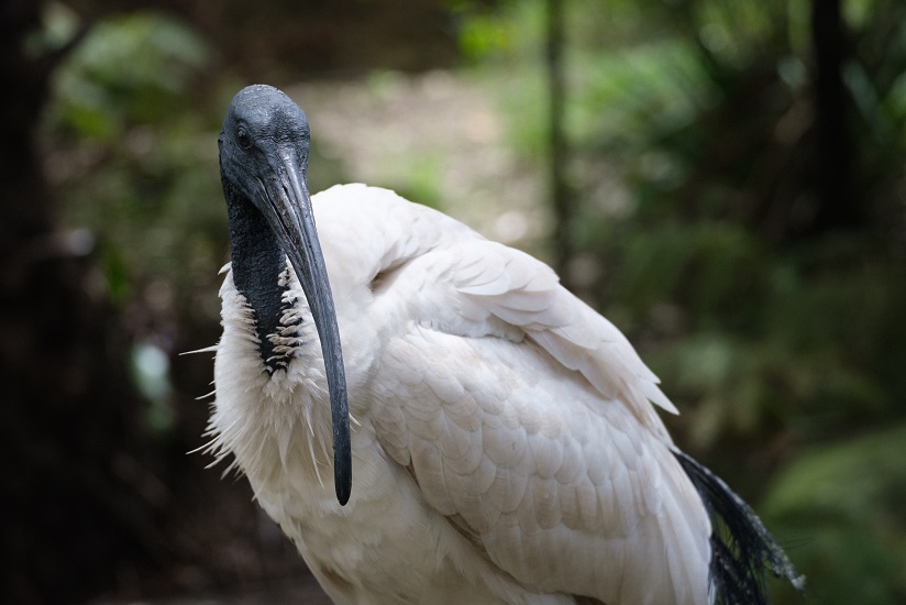 Large Ibis