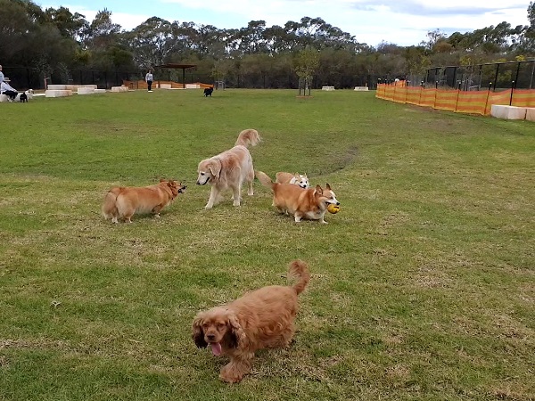 Dogs enjoying an off-leash dog park