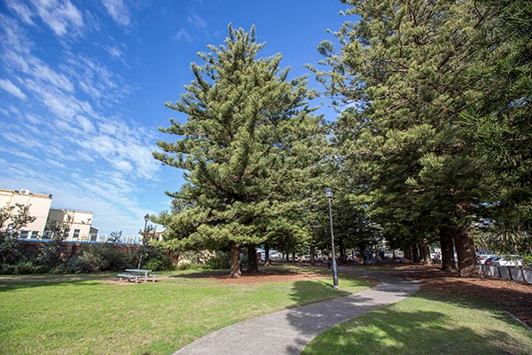 Park with tall pine trees and seating