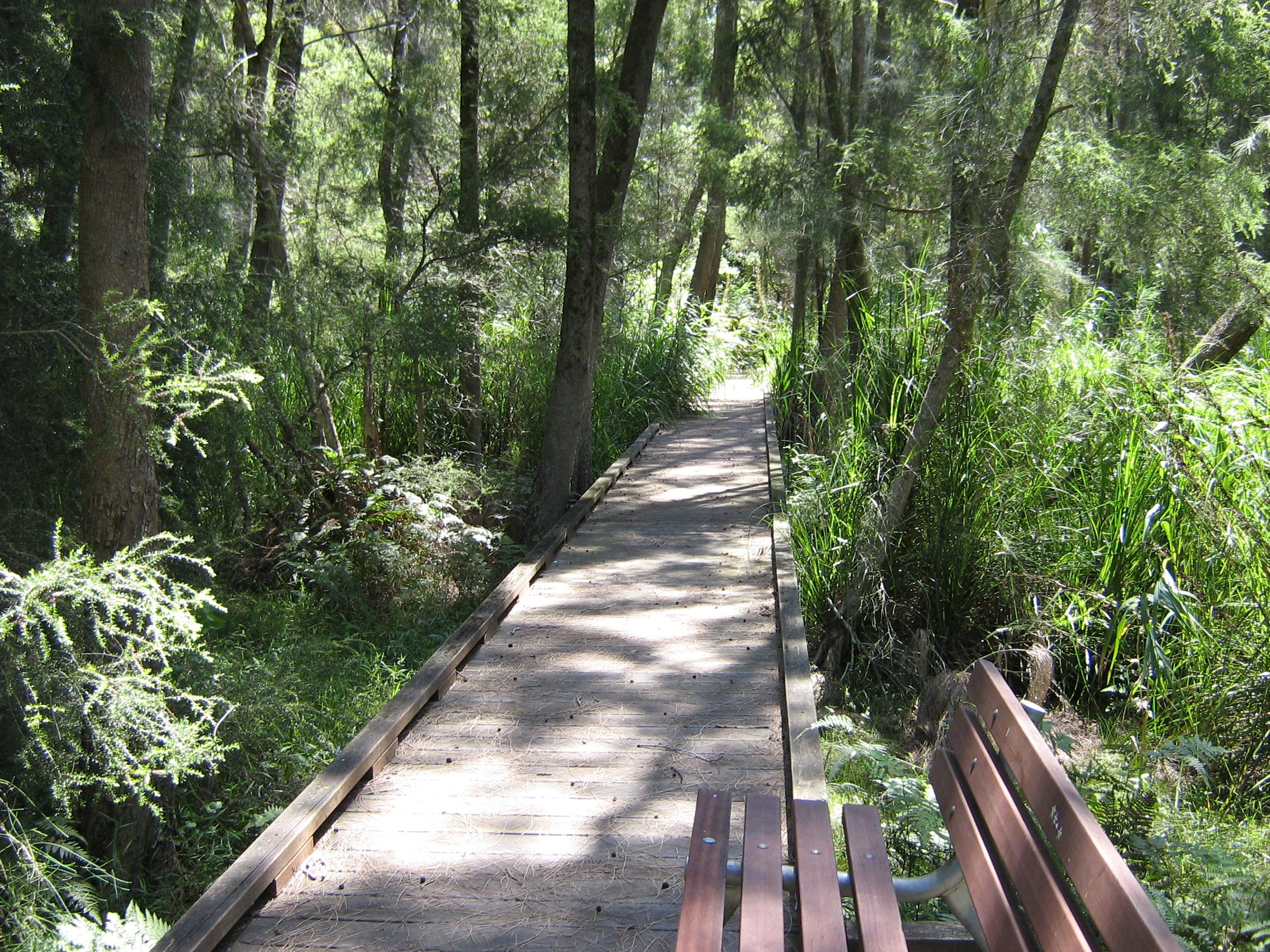 Boardwalk and seat through bushland reserve