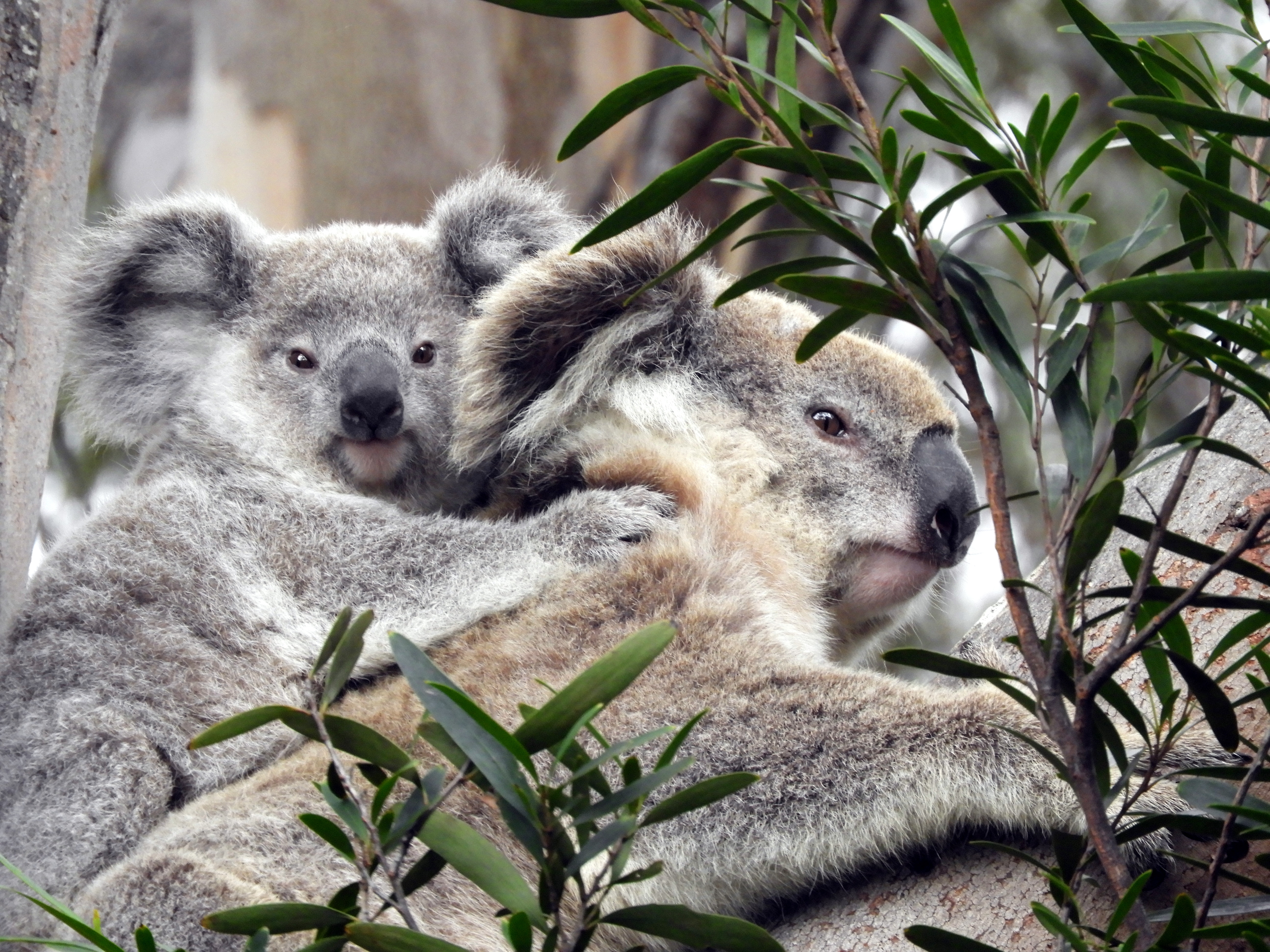 Koalas | Sutherland Shire Council
