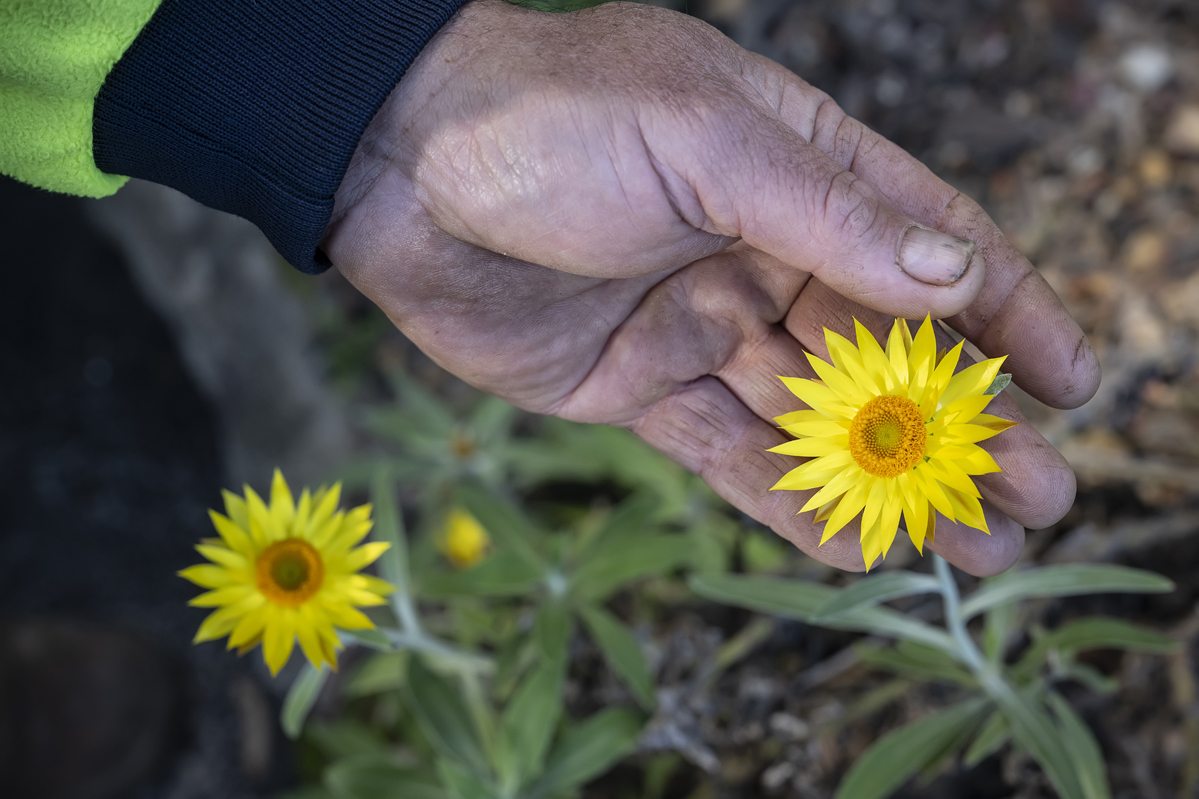 Paper Daisy