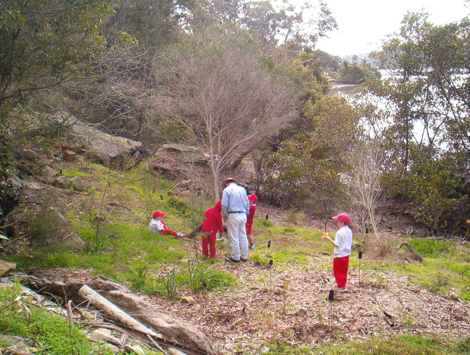 Como Primary School Greenweb program