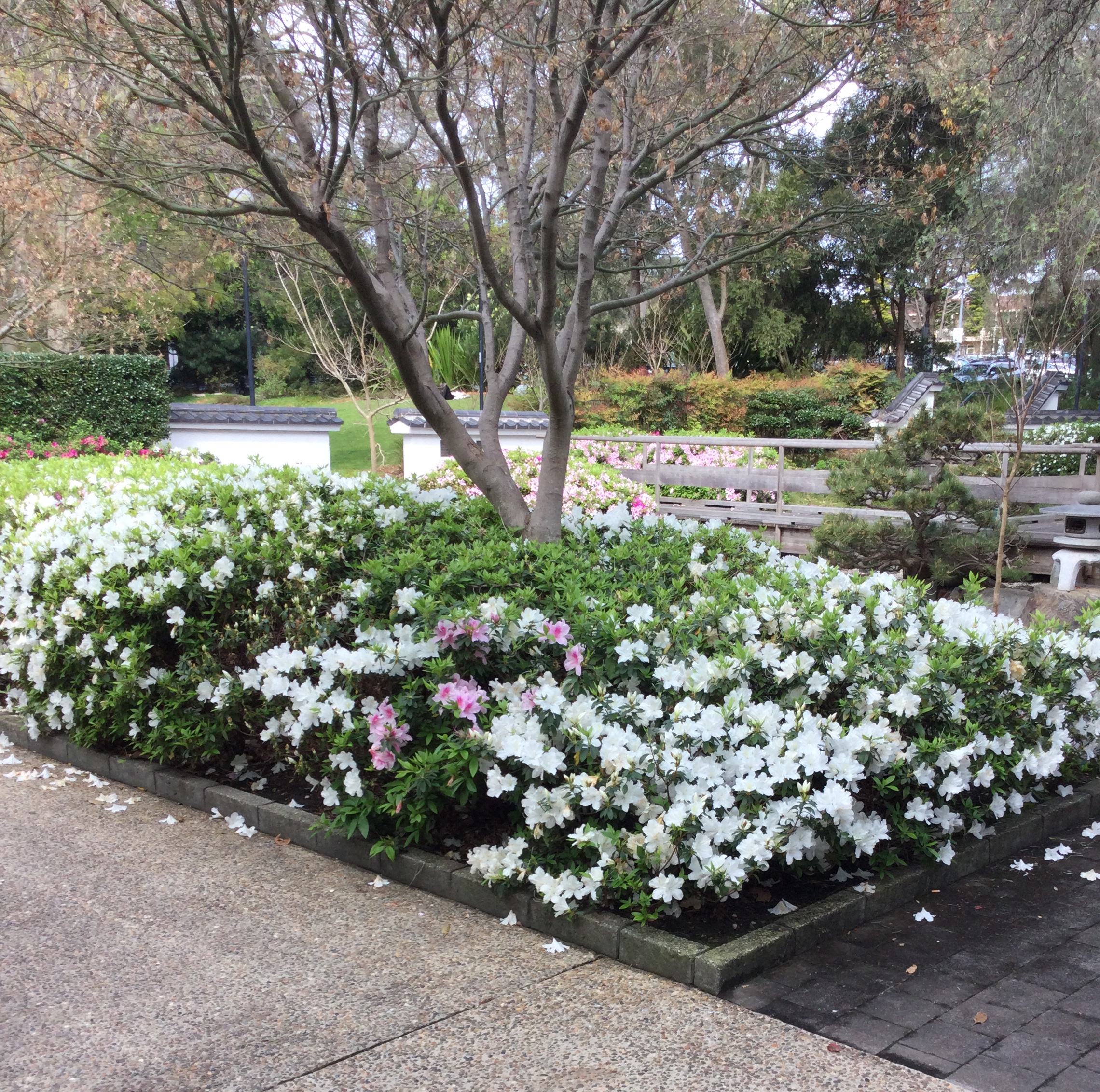 Park with japanese garden and white azaleas