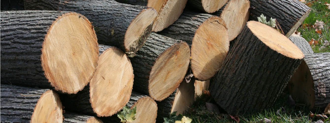 Waste wood chipping cut logs