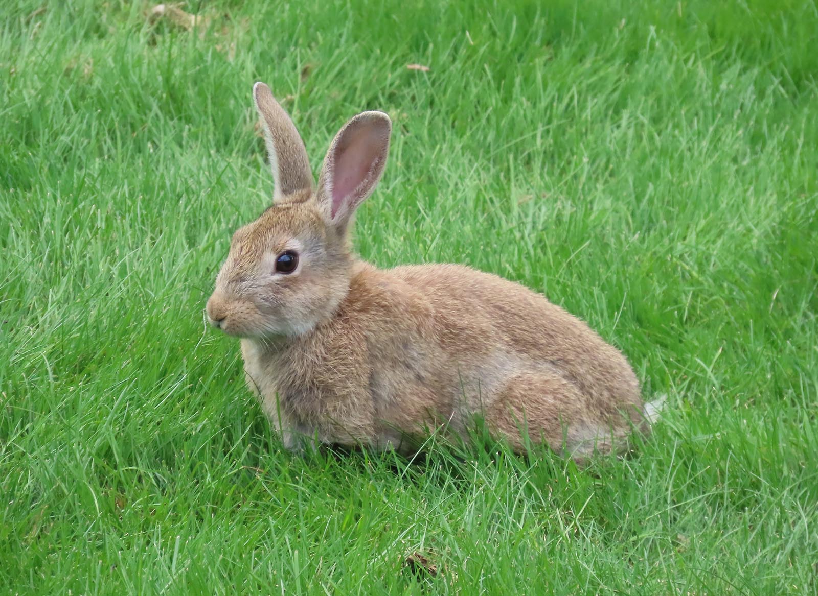 Rabbit outdoors
