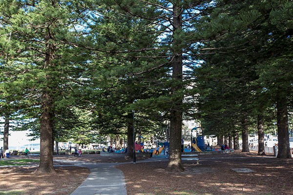 Shady pine trees in Dunningham Park
