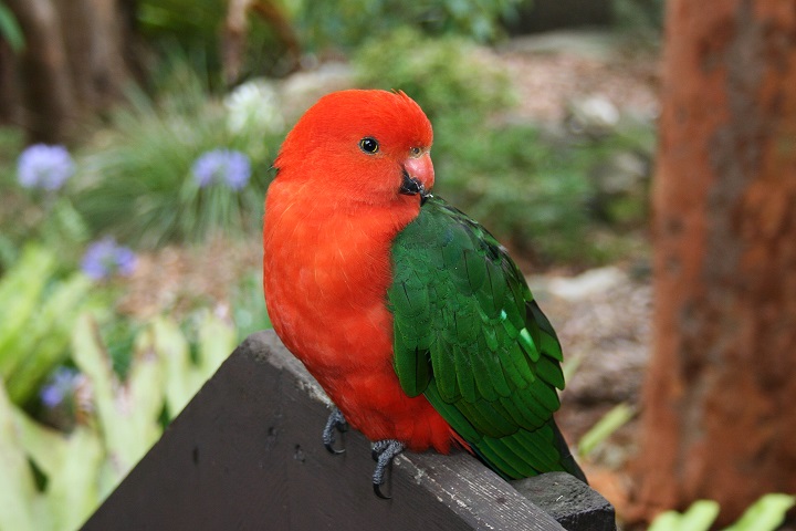 King parrot (male) on a wooden bench