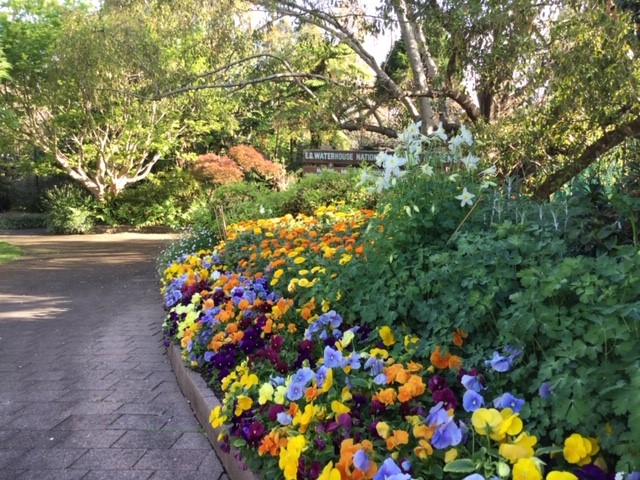 Garden bed with pansies at entrance to garden