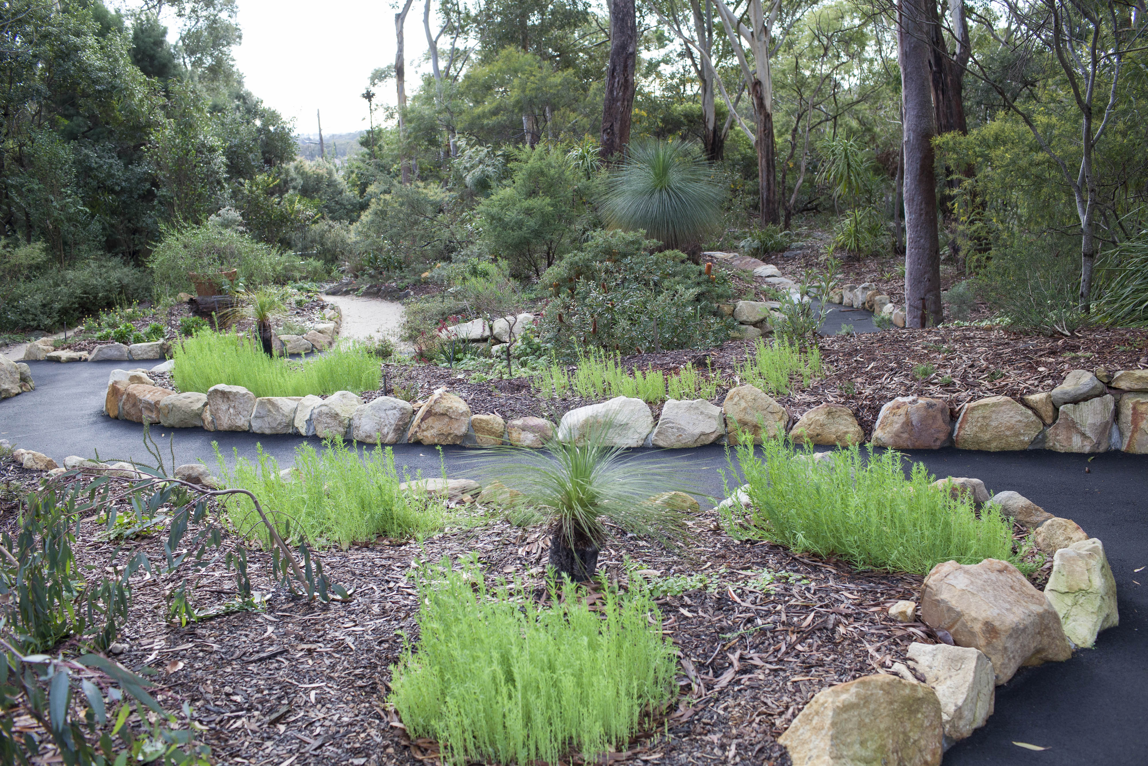 Native plants and pathway in Joseph Banks Native Plants Reserve