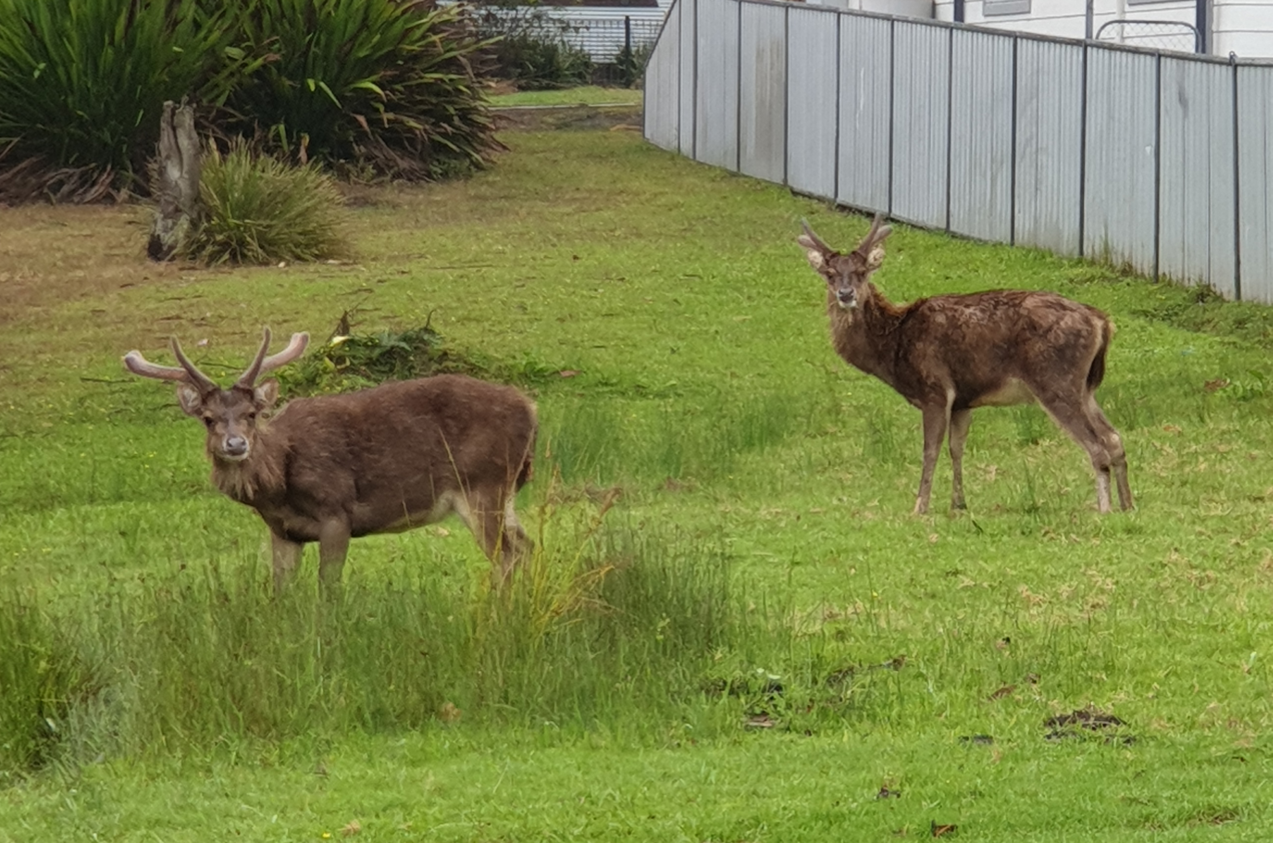 Rusa deer