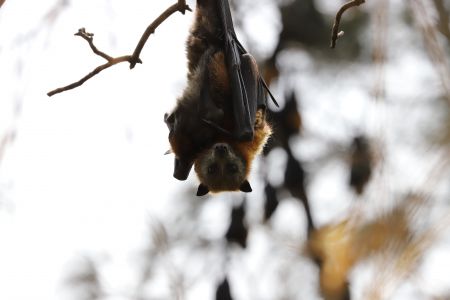 2022 Flying fox hanging upside down