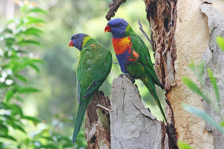 Two rainbow Lorikeet on a tree