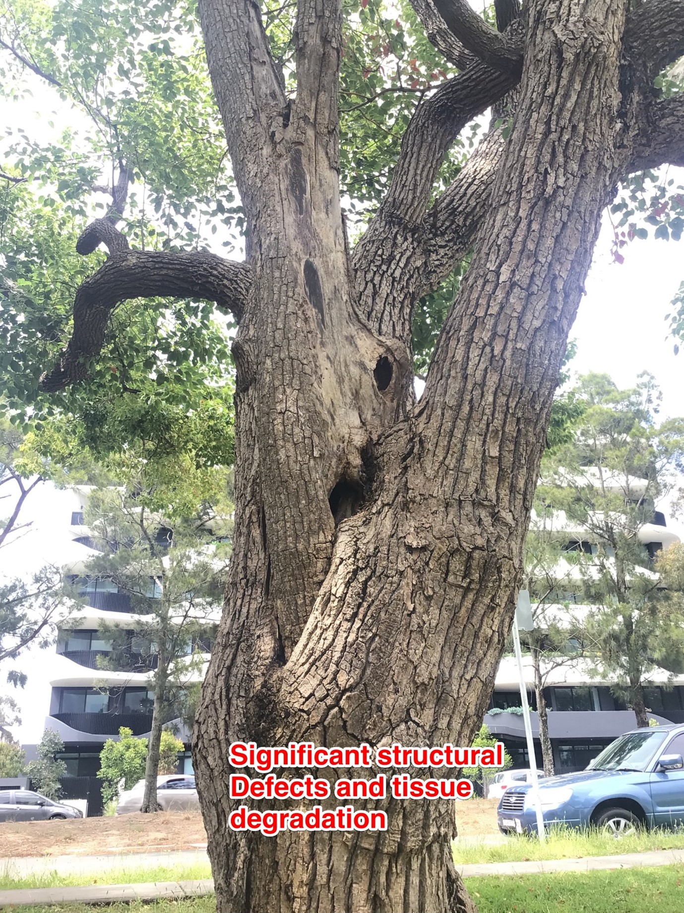 Camphor Laurel trees Miranda example structural defects tissue