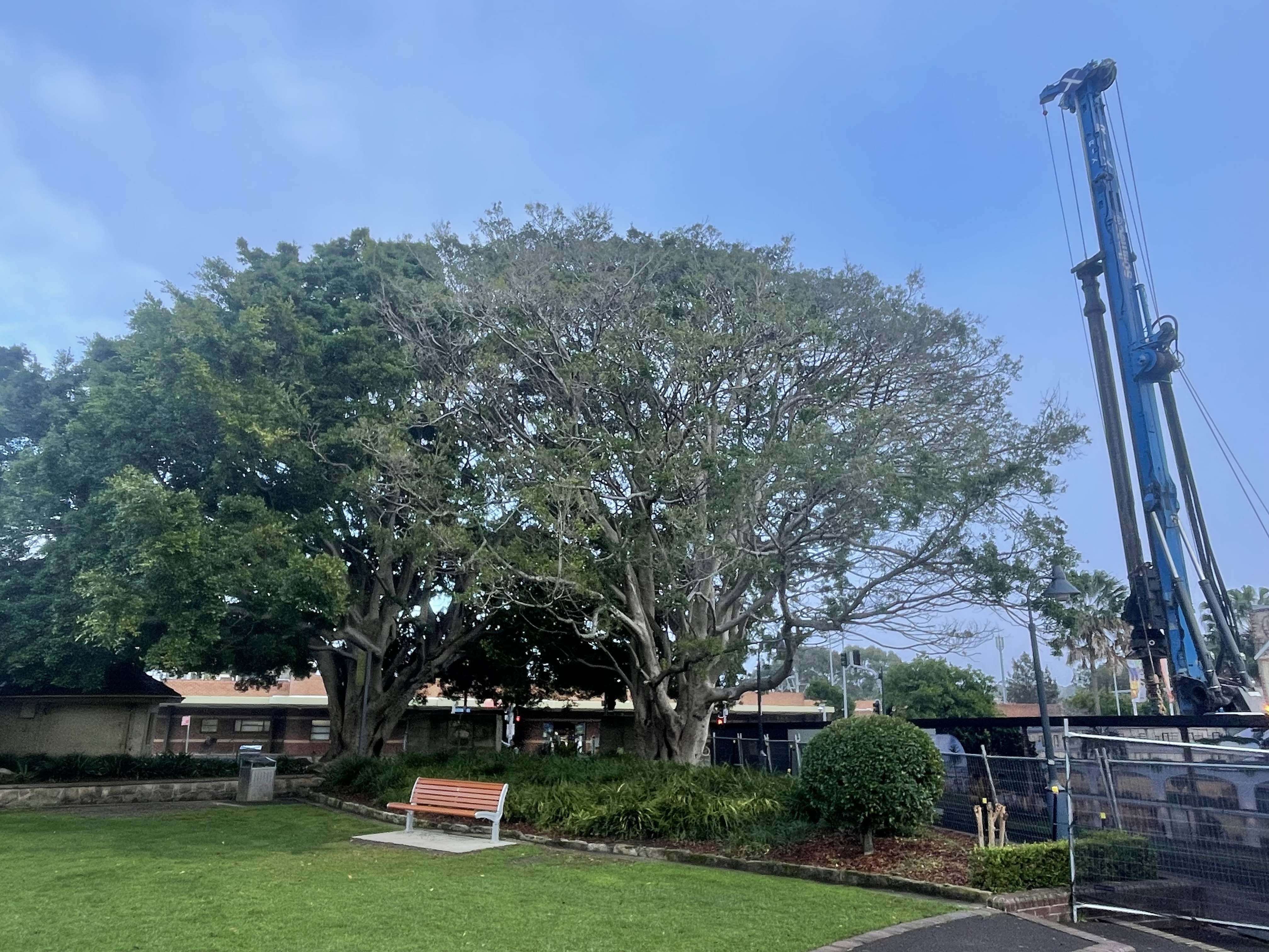 Monro Park Fig Tree July 2023