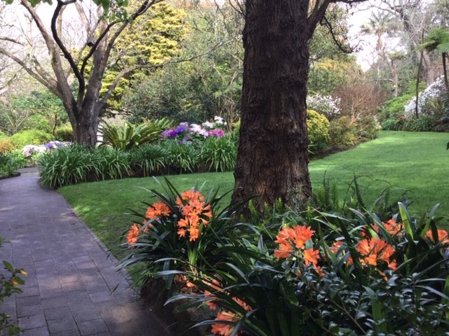 Pathways throughout garden with mature trees and cliveas