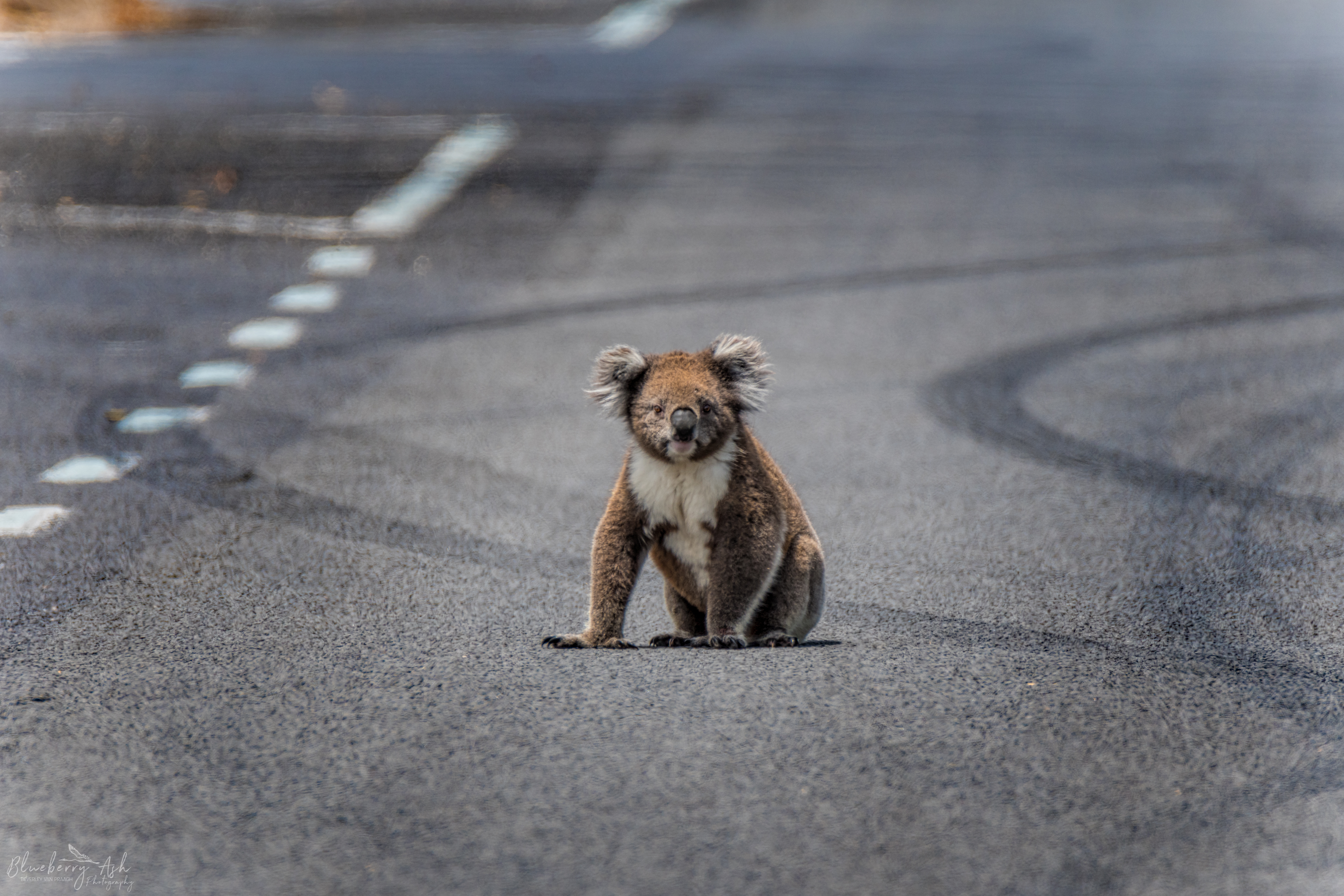 Koala sitting on a road.