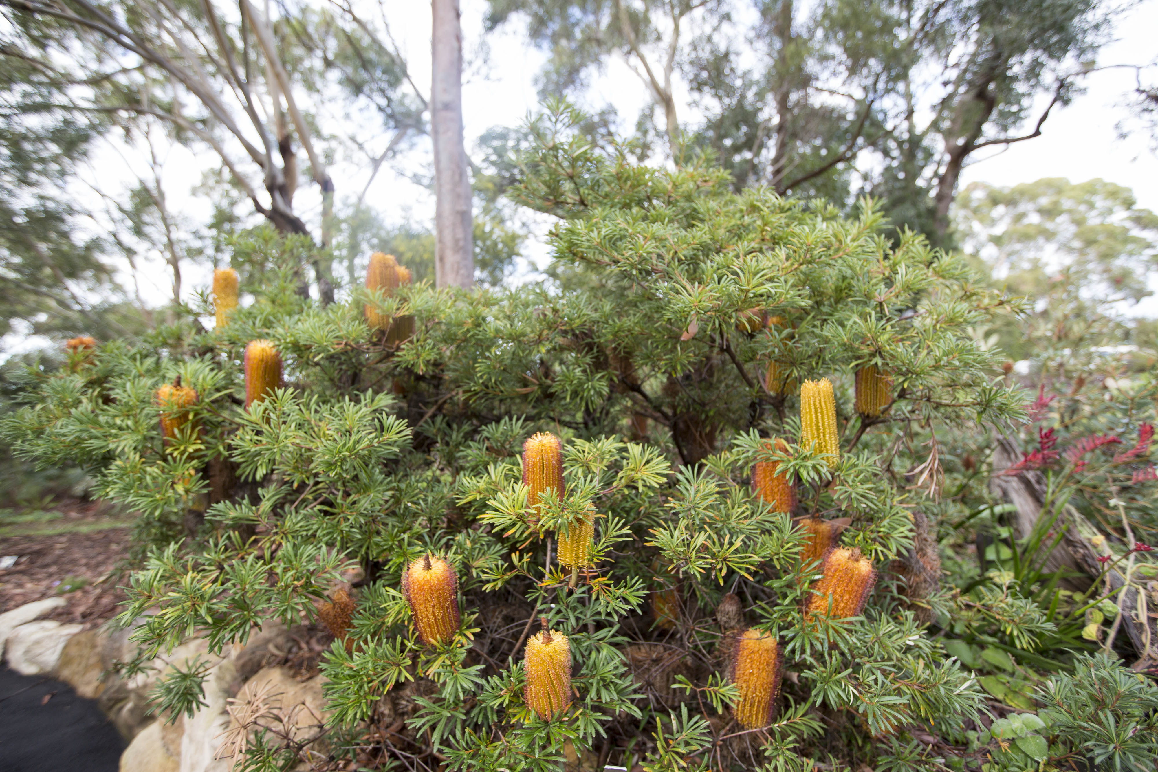 Native plants 