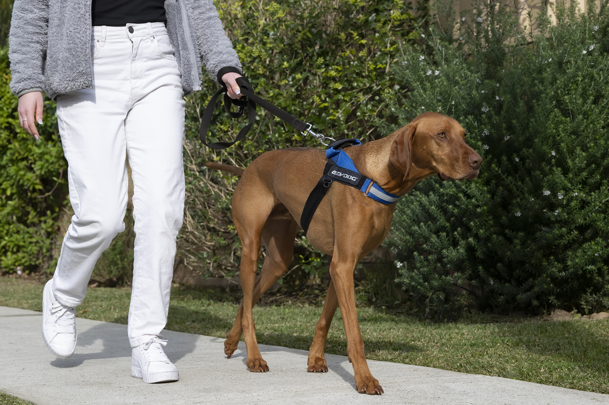 Woman walking her dog