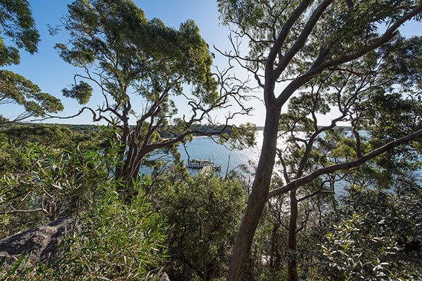 Bushland reserve with view of ocean