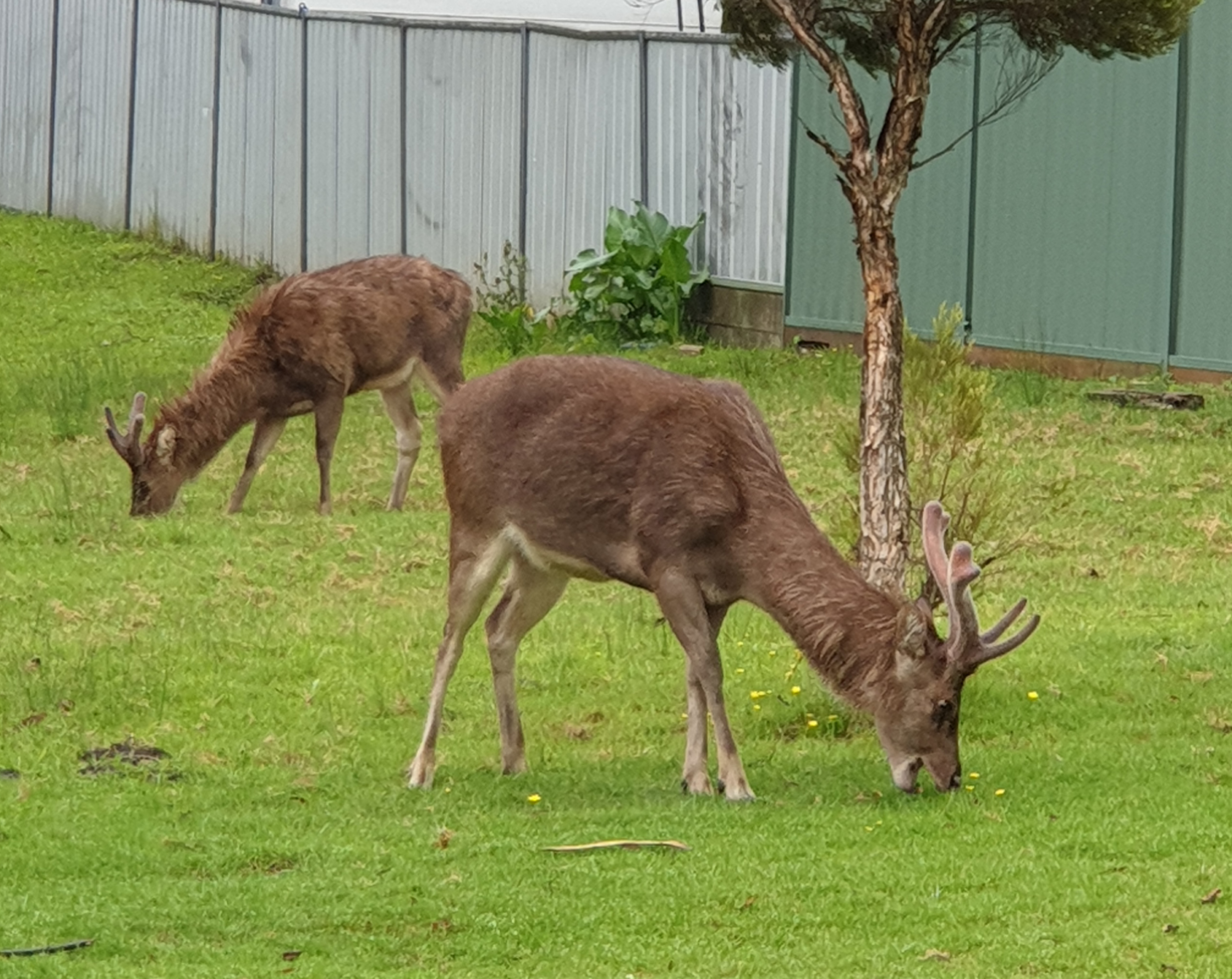 Rusa deer