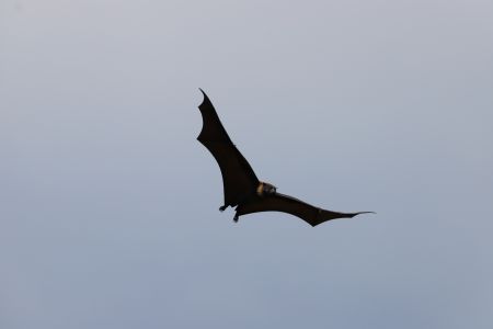 Grey headed flying fox mid flight