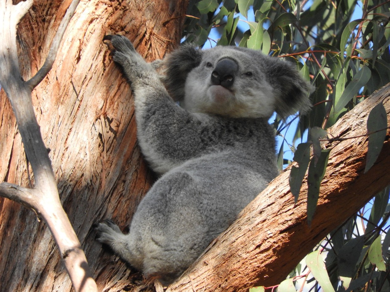 A koala at rest in a tree