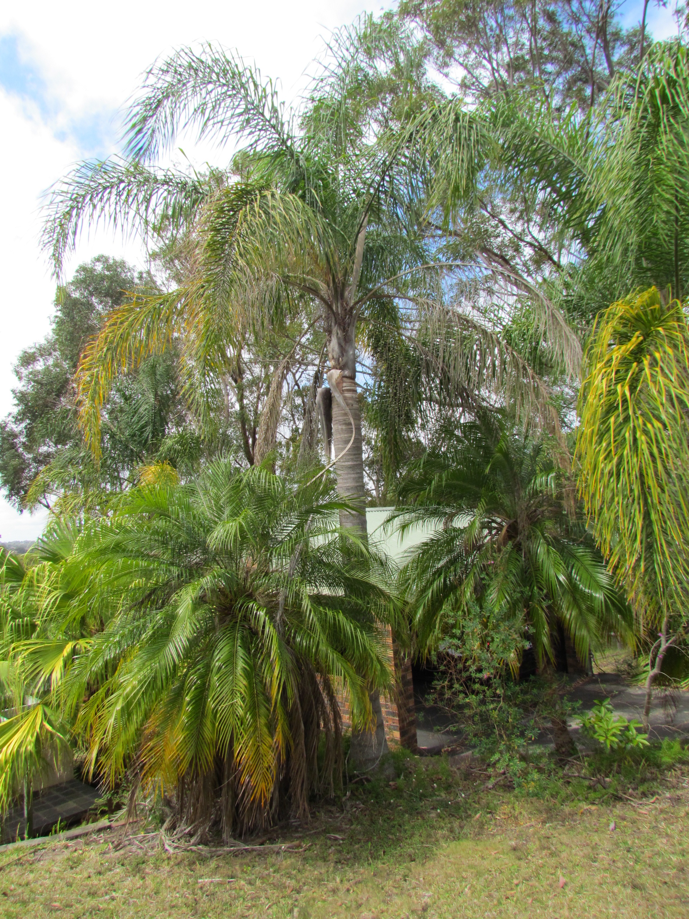 Cluster of Cocos Palm trees