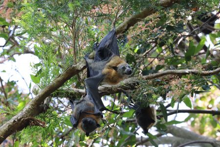 flying foxes hanging from tree branch
