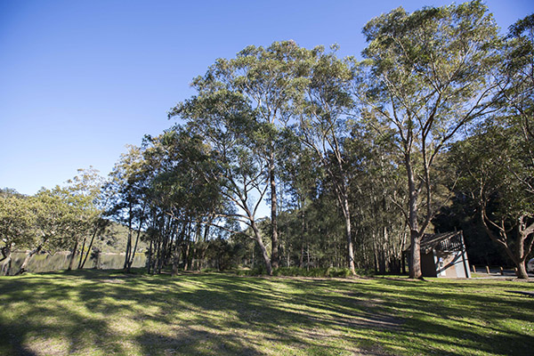 Reserve by river with native trees