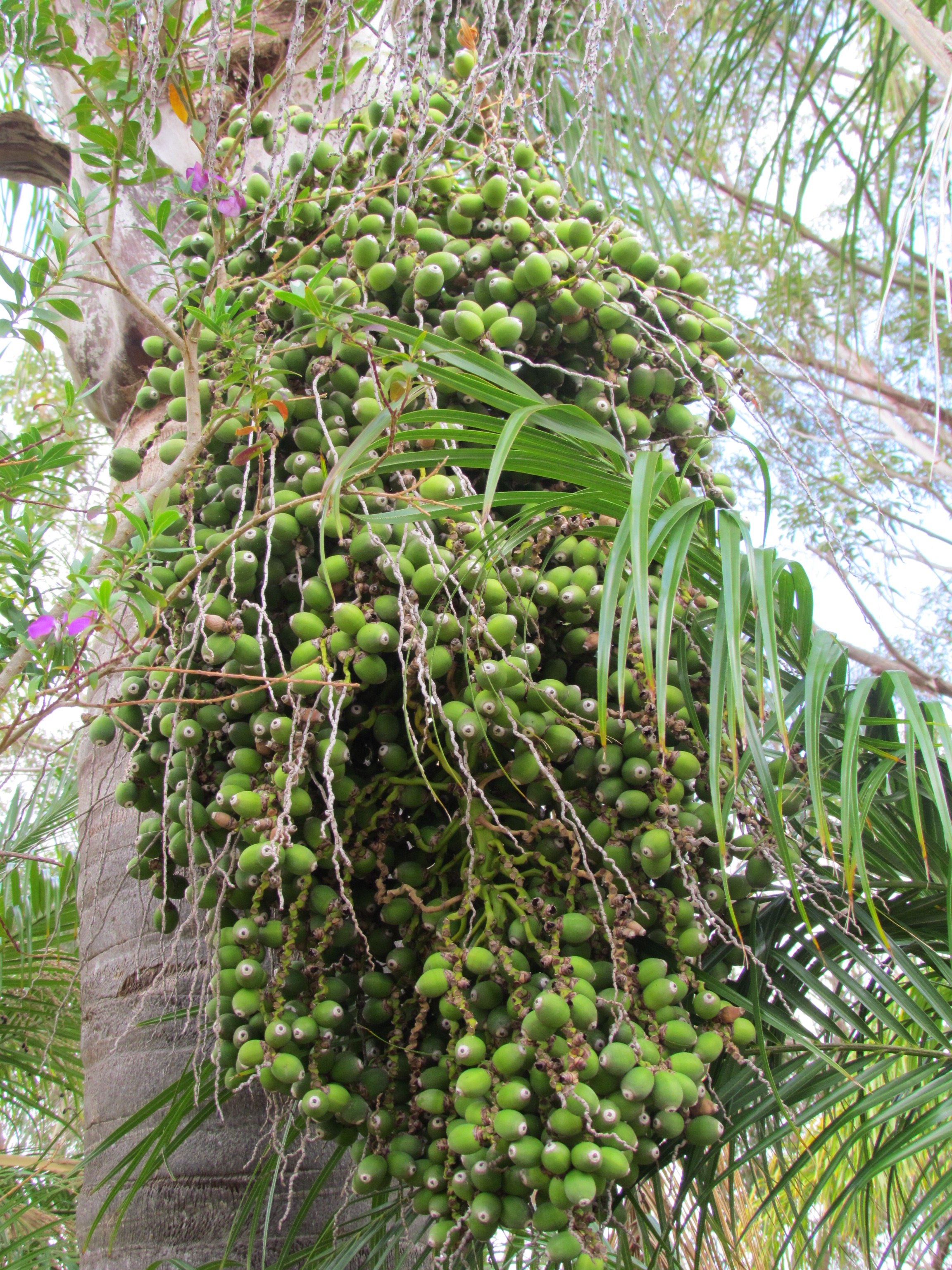 Cocos Palm closeup fruit and flower