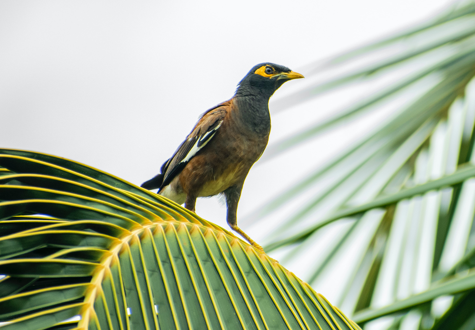 Indian myna bird