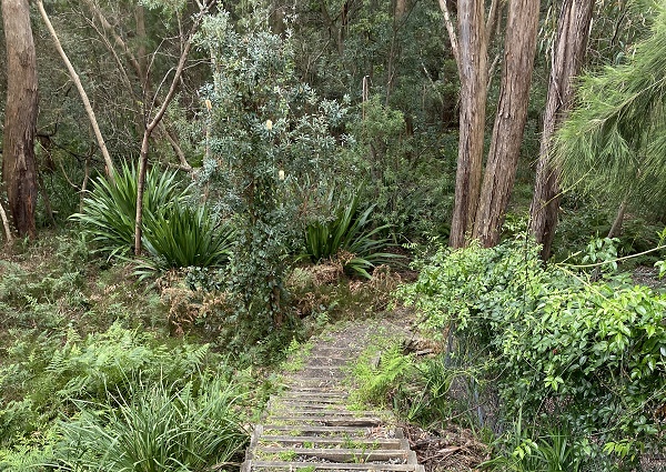 Tranquil bushland reserve